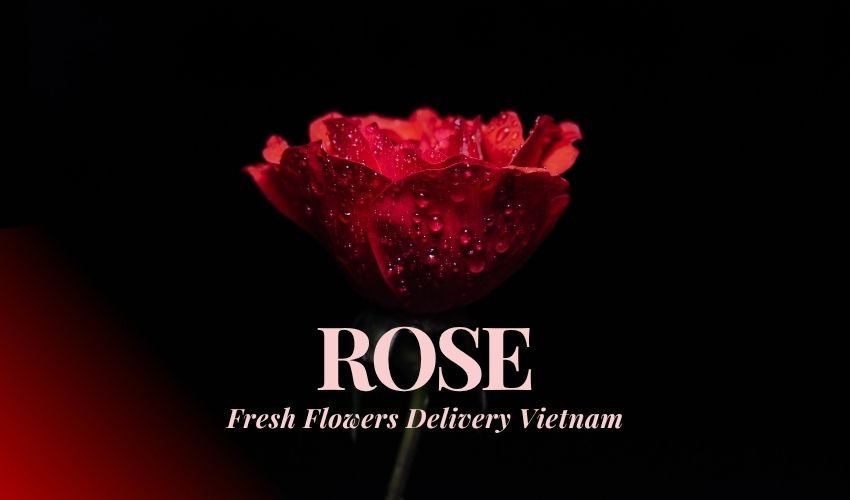 Fresh Flowers Delivery Vietnam – From Farm to Your Door