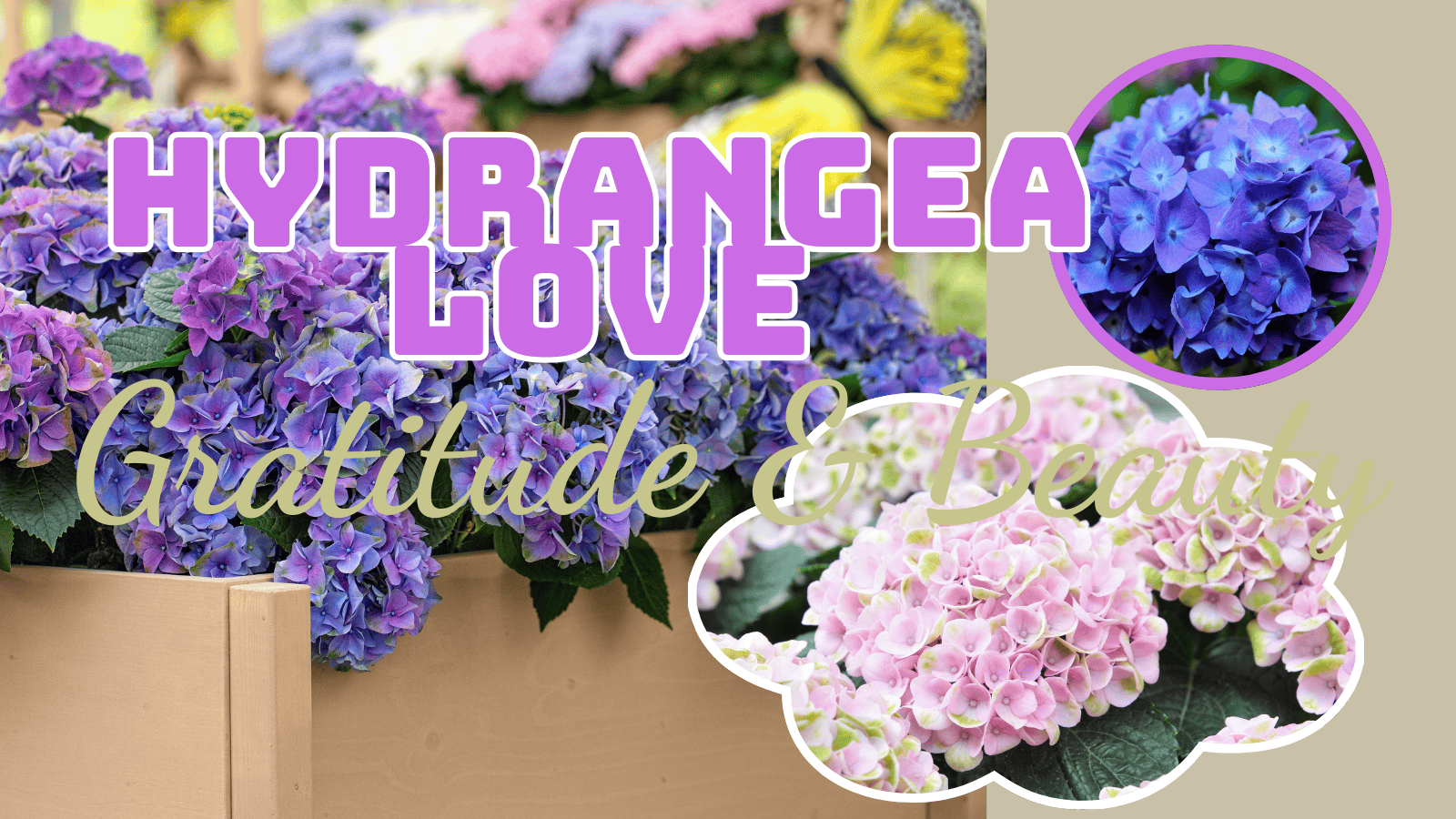 Hydrangea Flower Meaning