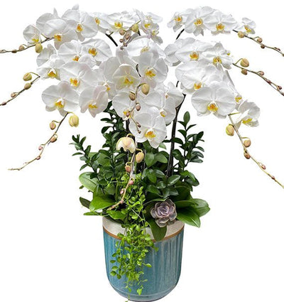 Heartfelt Orchids