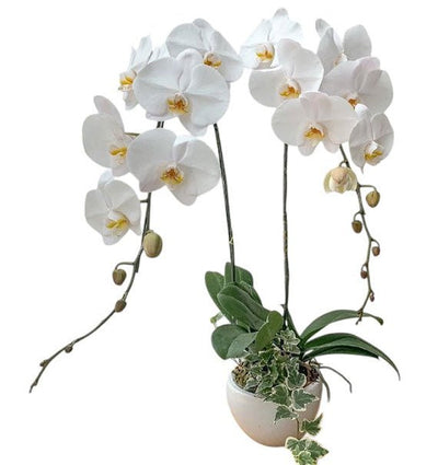 Potted White Orchid 02 Branches