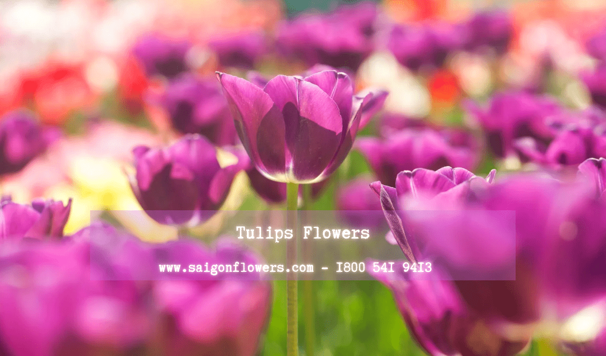 Flowers Delivery Phu Yen