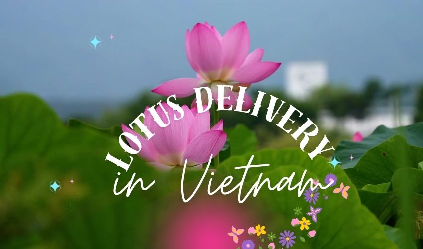Lotus Delivery in Vietnam – The Soul of Vietnamese Culture