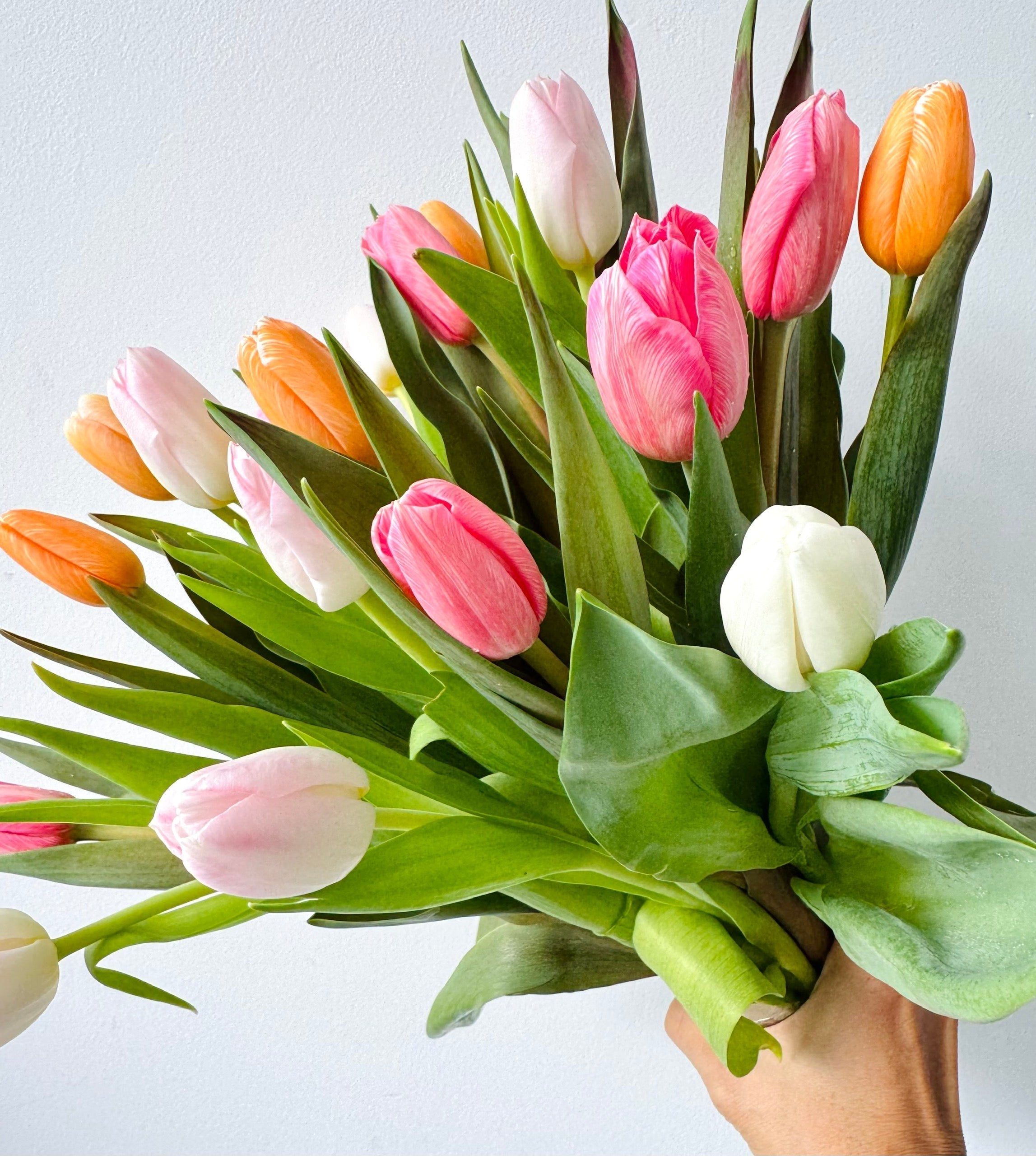Meaning of Tulip Flowers
