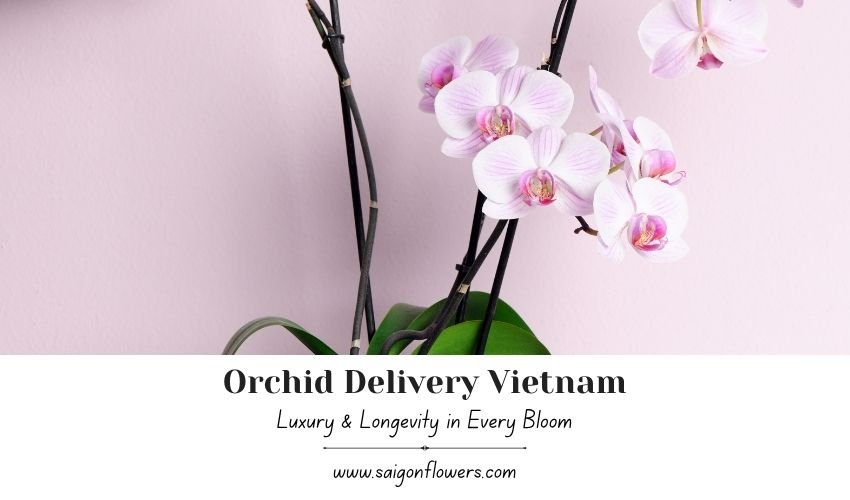 Orchid Delivery Vietnam – Luxury & Longevity in Every Bloom