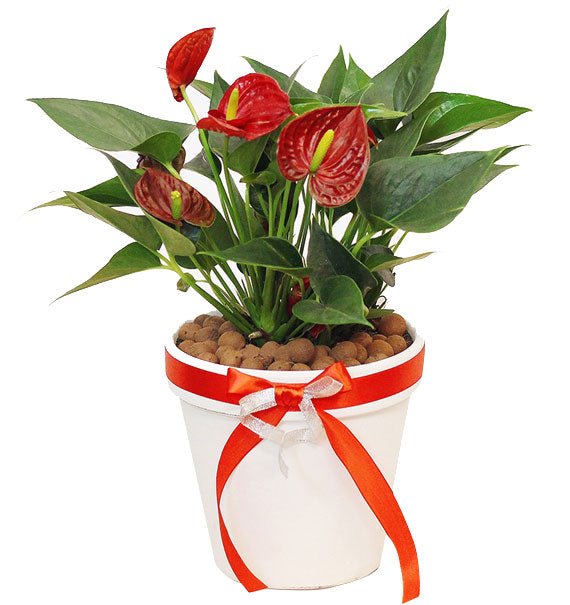 A Pot Of Anthuriums Plant Vietnam