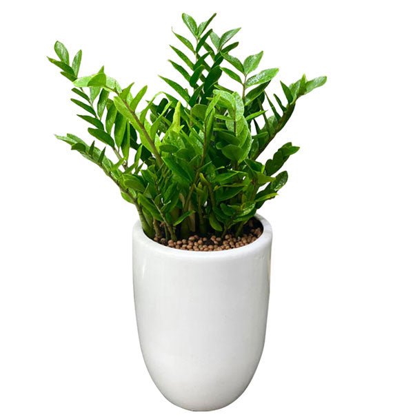 A Pot Of Aroid Palm Vietnam