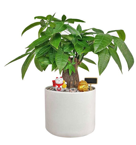 A Pot Of Money Tree Vietnam