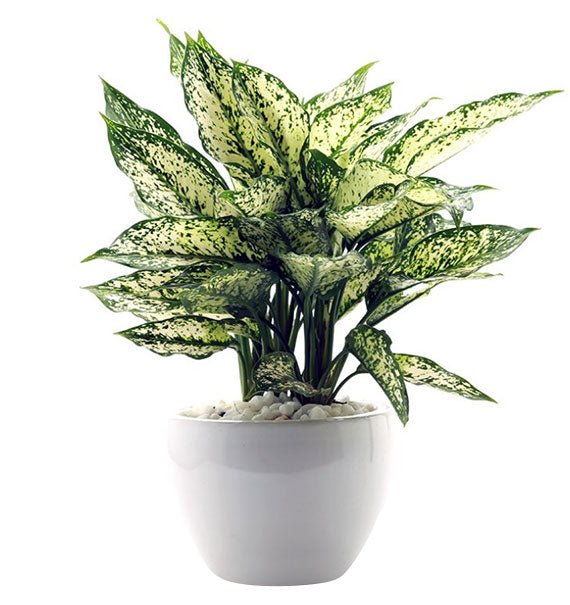 A Pot Of Osaka White Aglaonema