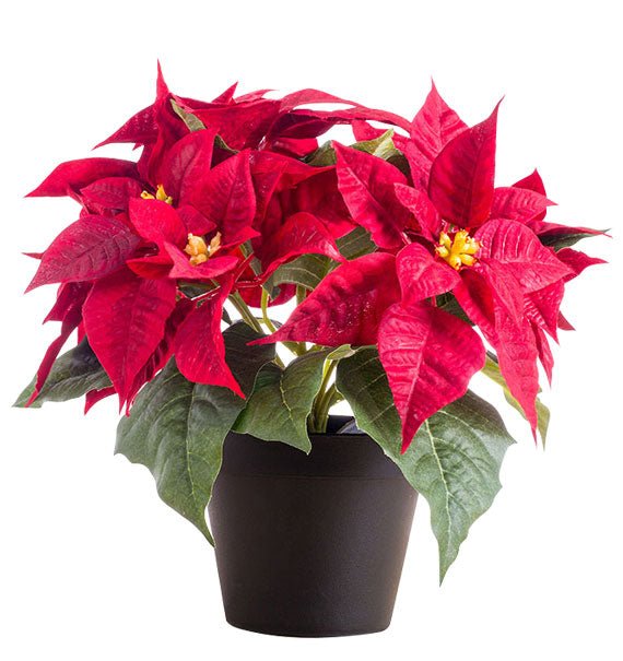 A Pot Of Red Poinsettia Vietnam