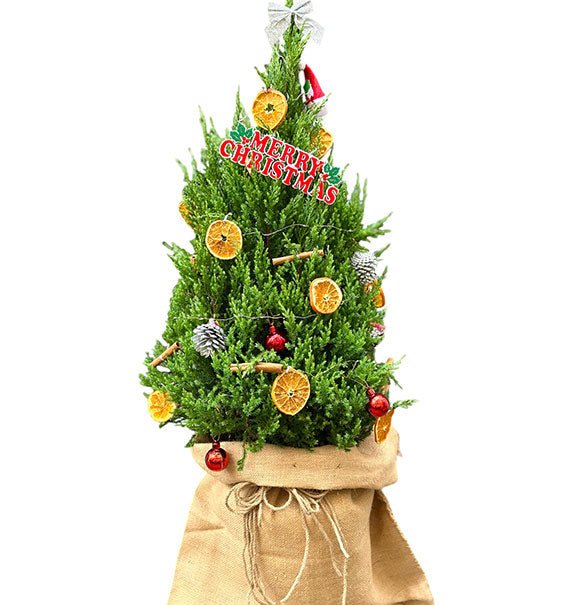 Christmas Tree Vietnam