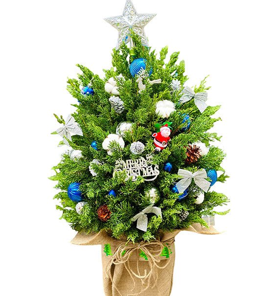 Christmas Tree With Lights Vietnam