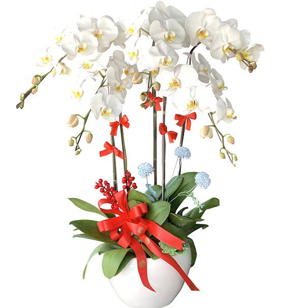 Elegant White Orchids For Funeral