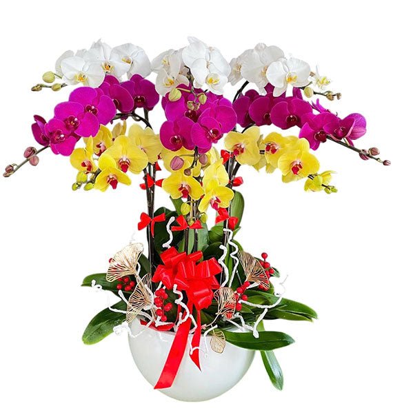 Happy Mothers Orchid Plant Vietnam
