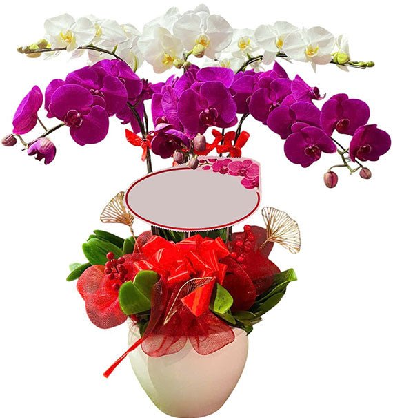 Orchid of Abundance Tet Vietnam