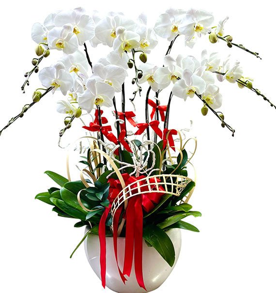 Orchid Plant For Sympathy Vietnam