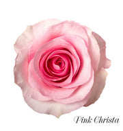 Pink Christa