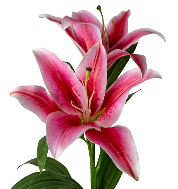 pink lily