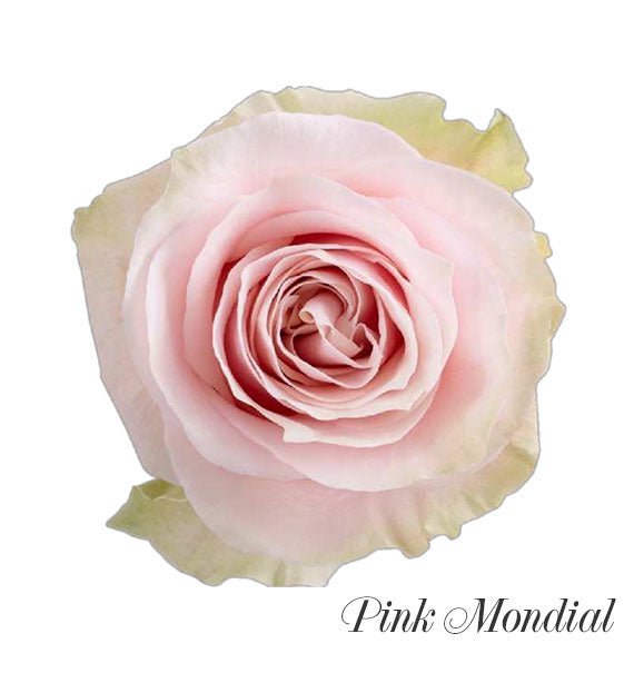 Pink Mondial Ecuadorian Rose Vietnam