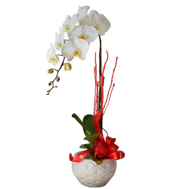 Potted Orchids For Mothers Day Vietnam
