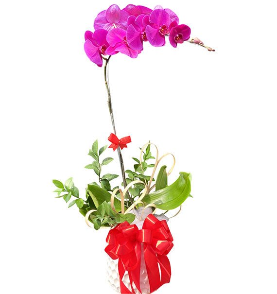 Potted Purple Orchid 01 Branch