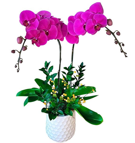 Potted Purple Orchid 02 Branches