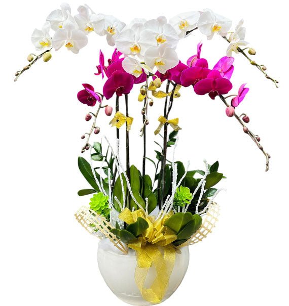 Potted White & Purple Orchid 05 Branches