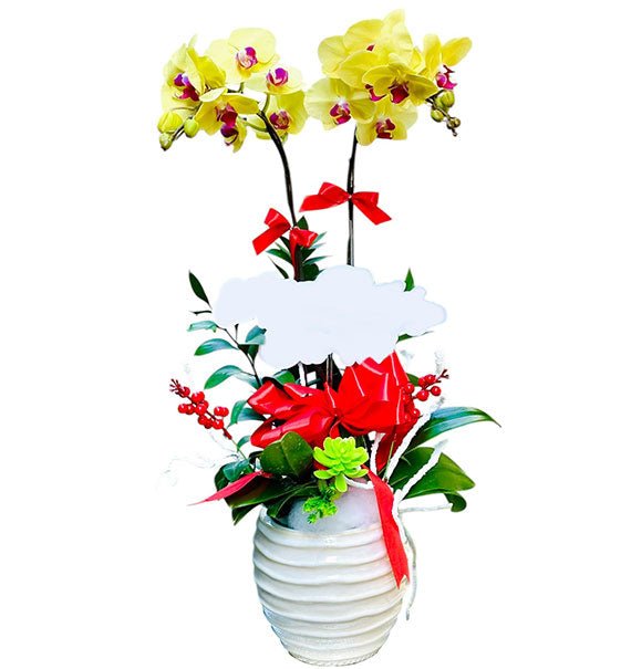 Potted Yellow Orchid 02 Branches