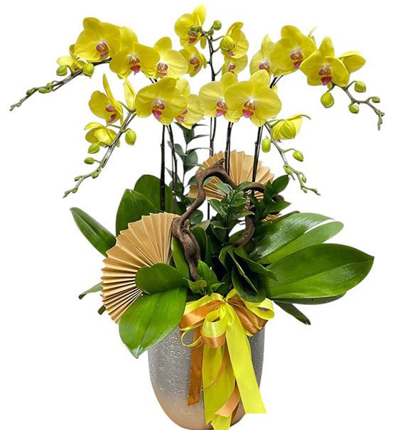 Potted Yellow Orchid 05 Branches