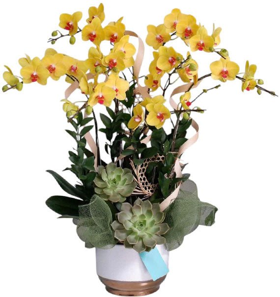 Potted Yellow Orchid 08 Branches