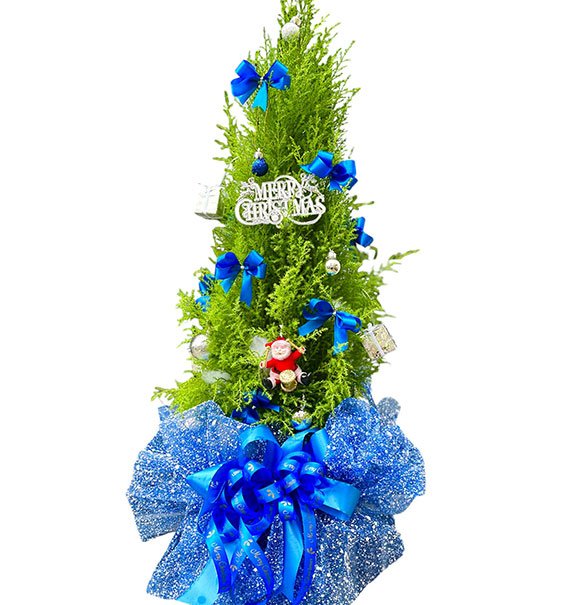 Real Christmas Tree Vietnam