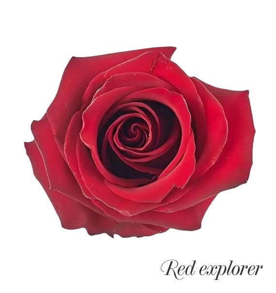 red explorer ecuadorian roses