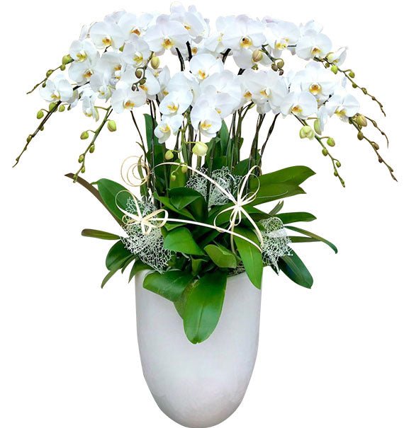 Remembrance Orchids Funeral Vietnam