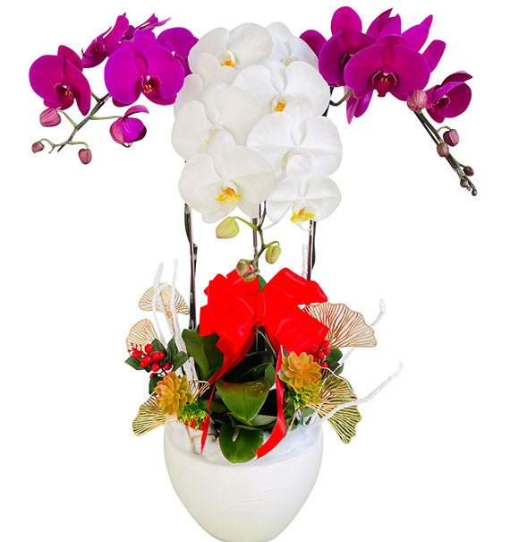 Sympathy Orchids Vietnam