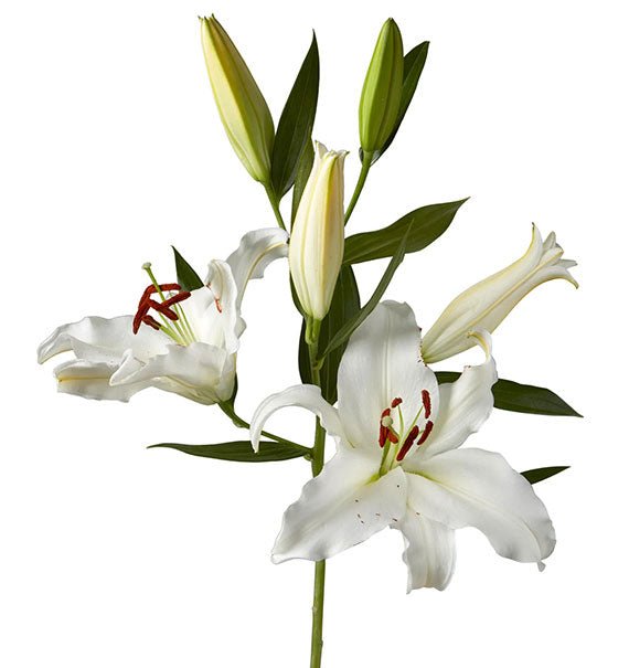 white lily