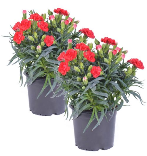 2 pots of red carnation vietnam