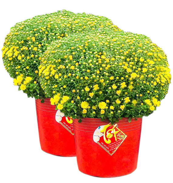 2 pots of yellow mum chrysanthemum