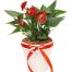 a pot of anthuriums plant