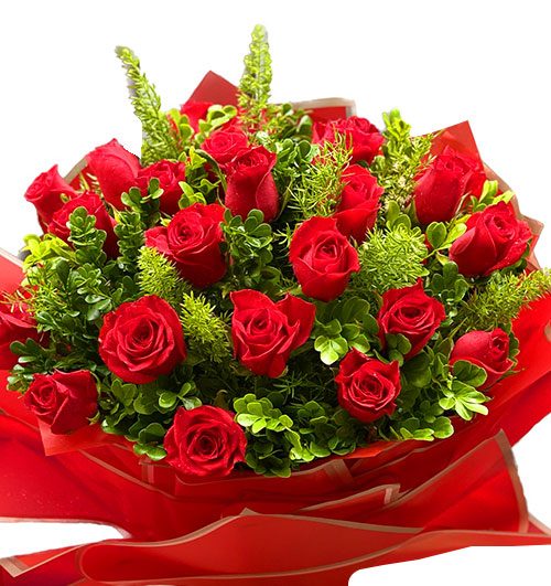 christmas-rose-24-red