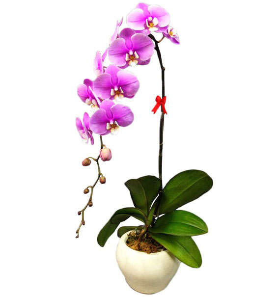 potted orchids for tet 01