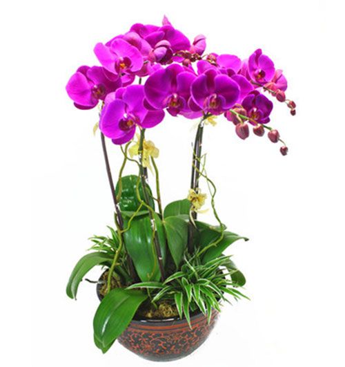potted orchids for tet 03