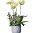 potted orchids for tet 04
