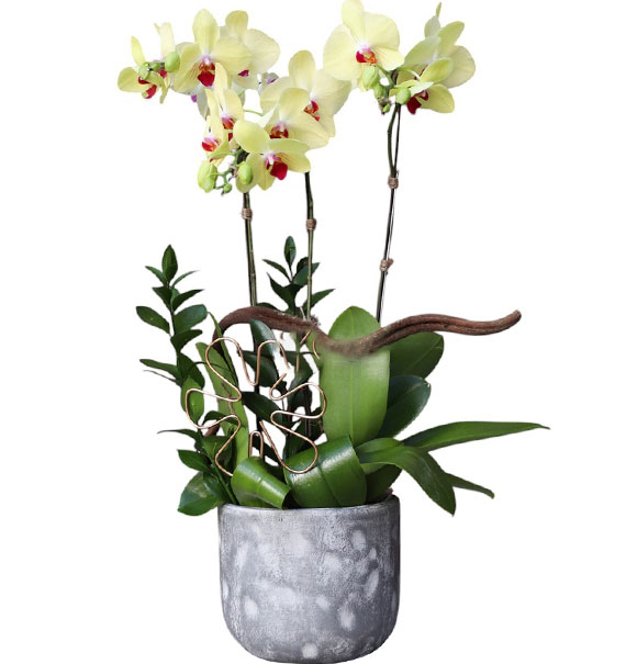 potted orchids for tet 04