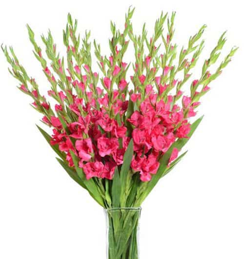 red-gladiolus-flowers
