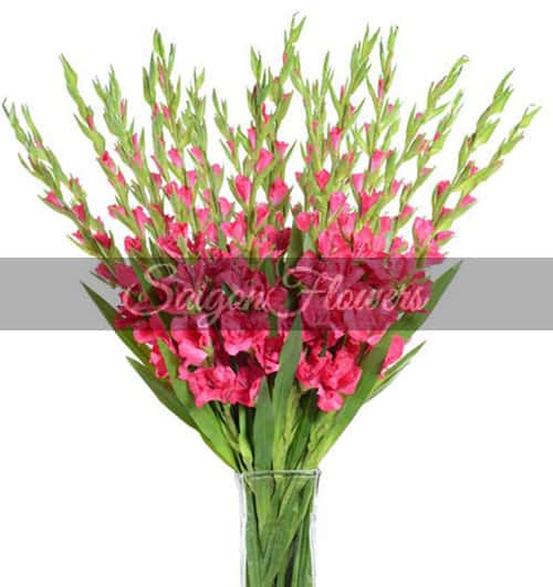 Mùa Tết không thể thiếu những bông hoa tươi đẹp như Hoa Gladiolus đỏ. Hãy thưởng thức những hình ảnh về loài hoa này và tìm hiểu thêm về ý nghĩa của nó trong văn hóa Việt Nam. Sẽ thật tuyệt vời nếu bạn có thể trang trí không gian nhà cửa bằng những bông hoa này.