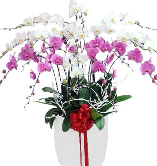 Special Potted Orchids 03