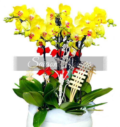 Potted-Yellow-Orchid-06-Branches