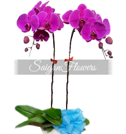 potted-purple-orchid-002-branches