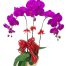 potted purple orchid 003 branches 500x531