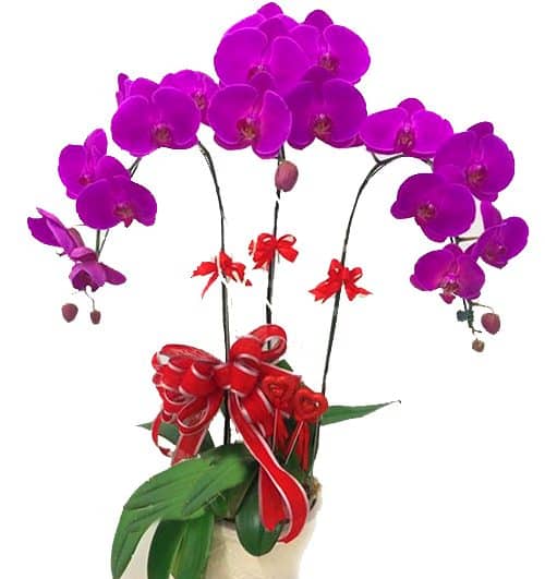 potted purple orchid 003 branches 500x531