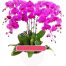 potted purple orchid 07 branches 1 500x531